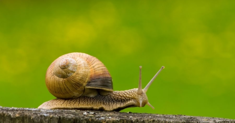 How Far Can A Snail Travel In A Day